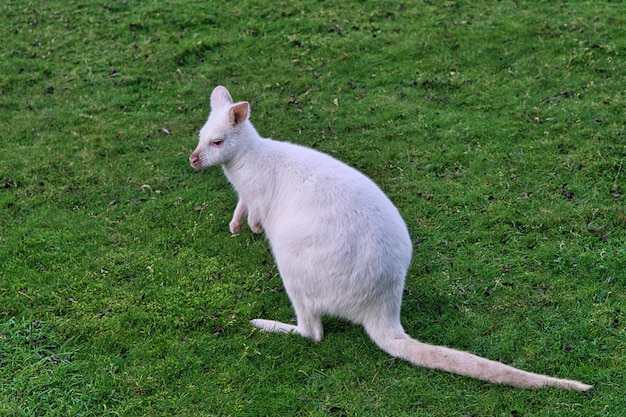 Canguro blanco vino sentado en un prado