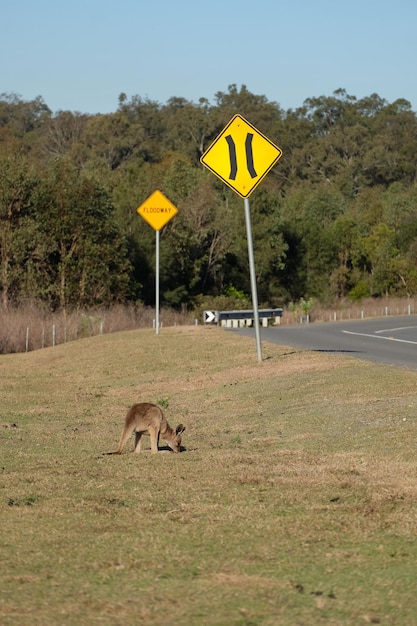 Foto canguro en el camino