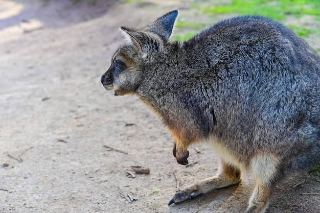 Canguro en el césped Santuario iluminado por la luna Melbourne Australia