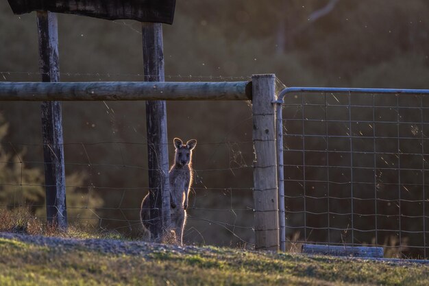 Foto un canguro se para frente a una valla al atardecer.