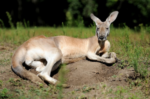 Canguro joven en un hábitat natural en la hierba