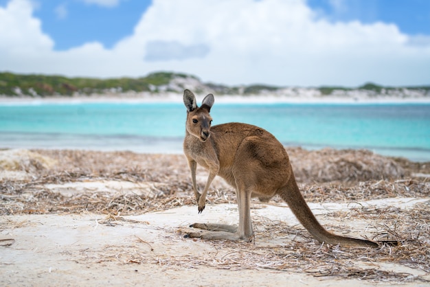 Foto canguro en lucky bay en el parque nacional cape le grand