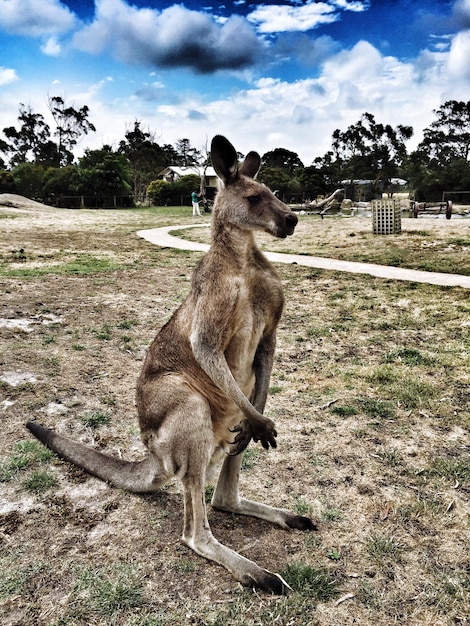 Foto canguro de pie en un campo de hierba