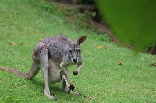 Foto el canguro se queda y come hierba en el jardín.