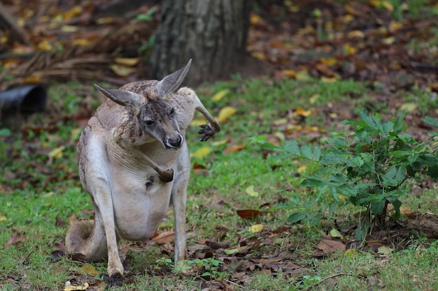 El canguro se queda en el jardín.