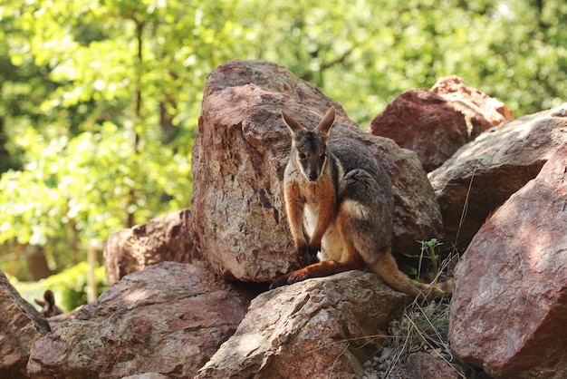 Canguro wallaby de roca de patas amarillas (Petrogale xanthopus) escondido en rocas rojas