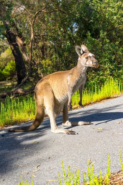 Canguro Walpole Australia