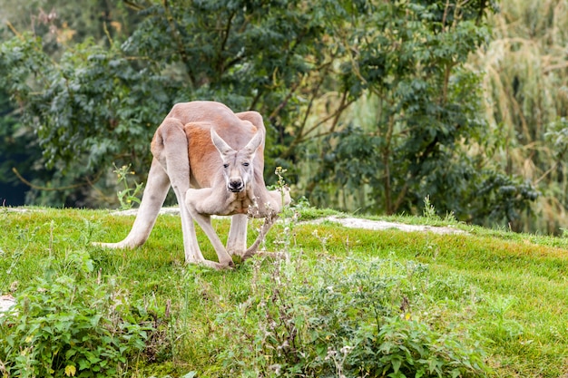 Canguro