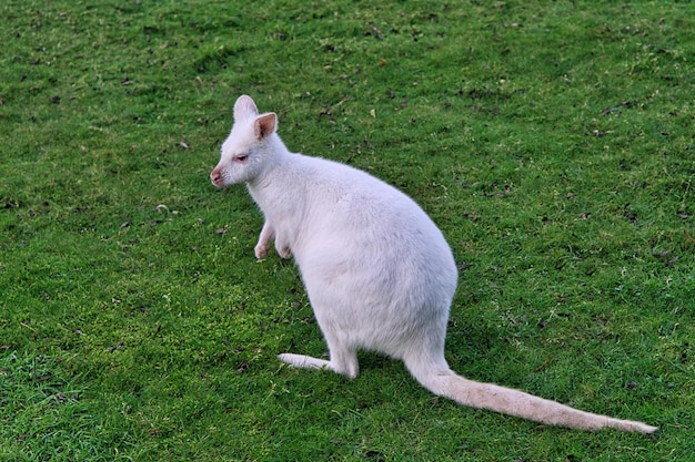 Canguru branco vinho sentado em um prado