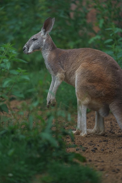 Canguru caipira