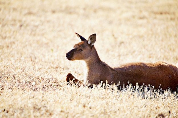 Foto canguru descansando em grama seca