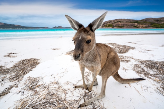 Foto canguru em lucky bay, no cape le grand national