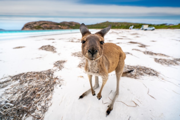 Canguru em Lucky Bay, no Parque Nacional Cape Le Grand