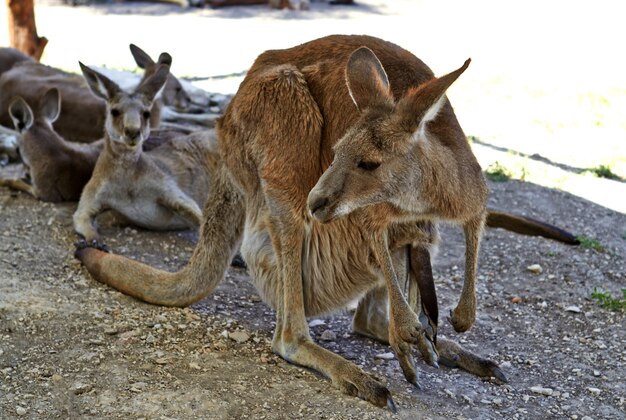 Canguru sentado no chão nos jardins zoológicos do norte de israel