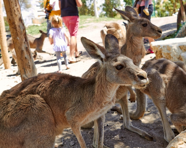 Canguru sentado no chão nos jardins zoológicos do norte de Israel