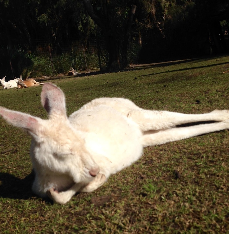 Foto cangurus descansando no campo