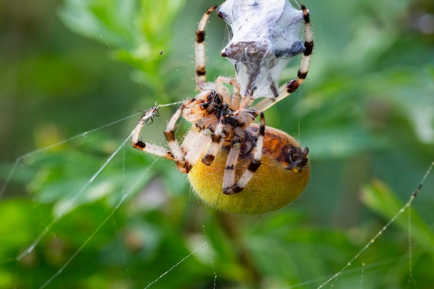 El canibalismo de la araña macro, la araña de jardín hembra Araneus diadematus mató al macho después de la cópula y lo envolvió