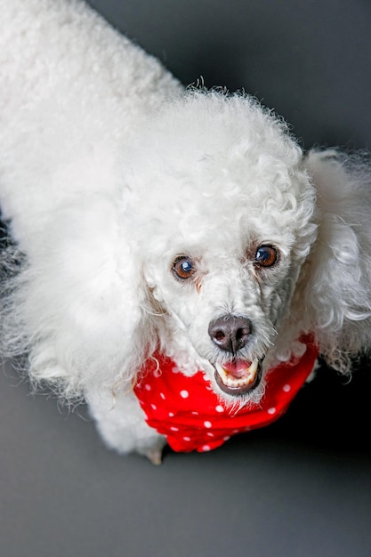 Foto un caniche blanco con una bufanda roja está parado frente a un fondo gris.