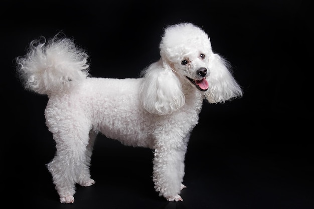 Un caniche blanco con una cola esponjosa