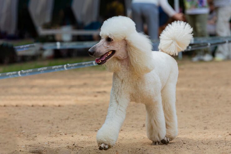 Foto un caniche blanco corre por un campo de arena
