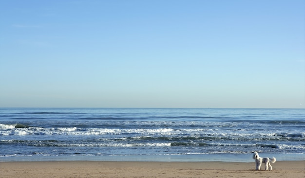 Caniche blanco grande en un enorme paisaje de playa