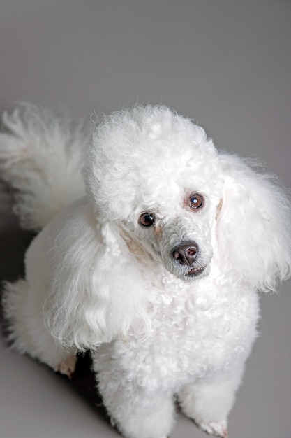 Un caniche blanco con ojos marrones se sienta sobre un fondo gris.