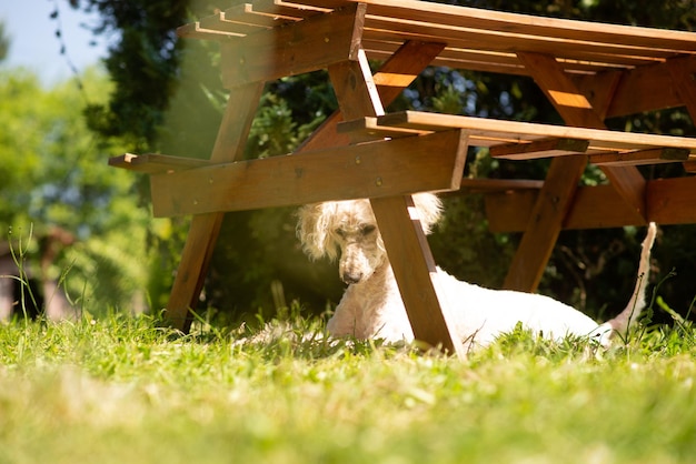Caniche blanco real debajo de la mesa a la sombra en el jardín