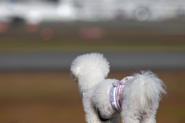 Foto caniche branca na natureza