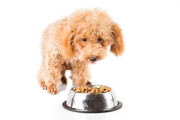 Foto caniche com comida contra fundo branco