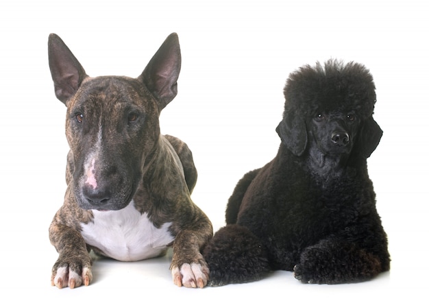 caniche enano negro y bull terrier