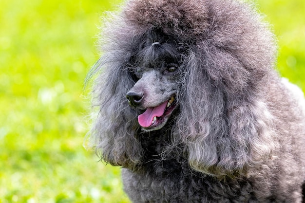 Caniche esponjoso gris con boca abierta y mirada amistosa retrato de un perro divertido