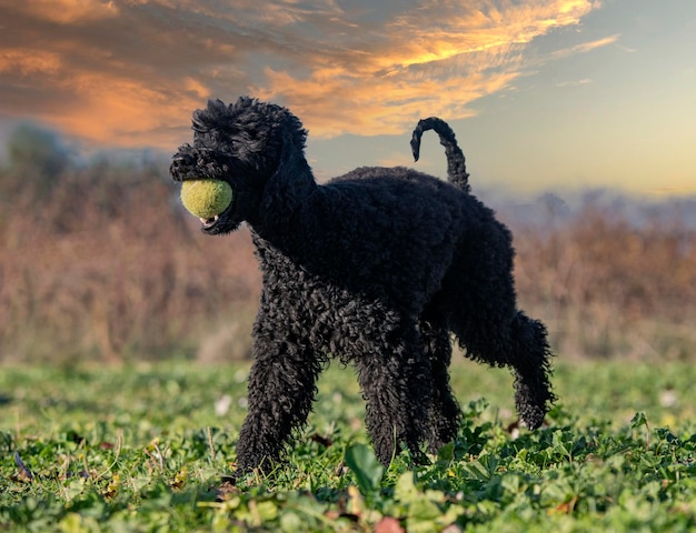 Caniche jugando con una pelota en la naturaleza.