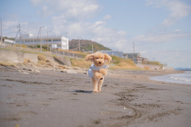 Caniche de juguete y mar