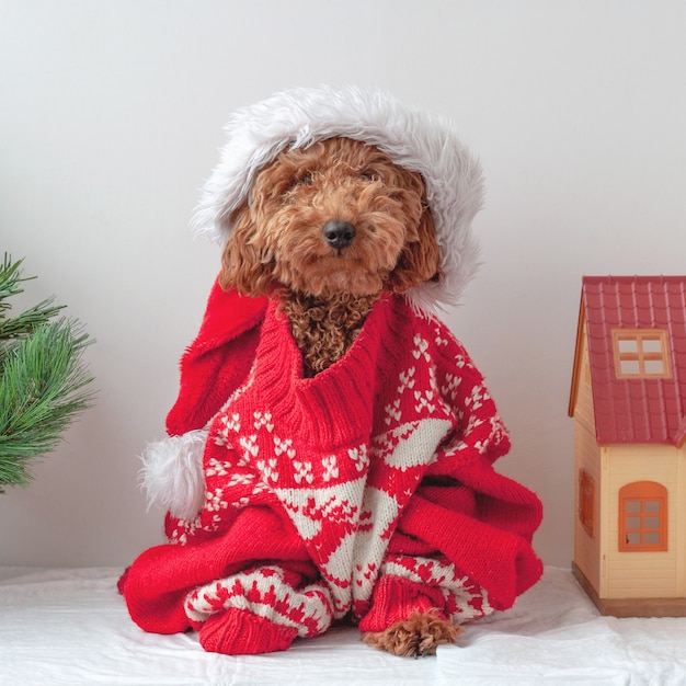 Un caniche miniatura está sentado en un suéter navideño junto a un árbol de navidad y una casa de juguete