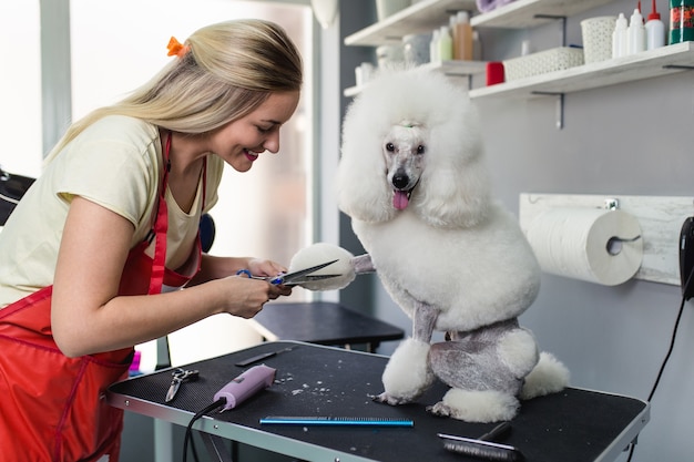 Caniche miniatura en el salón de belleza.