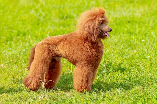 Caniche naranja durante un paseo por el parque en un clima soleado