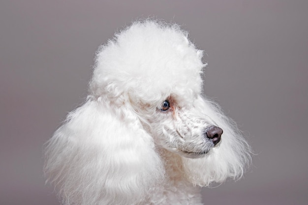 Foto un caniche con un ojo azul mira hacia la izquierda.