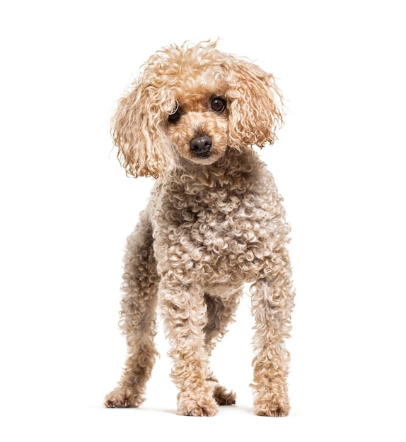 Caniche de pie beige aislado en blanco