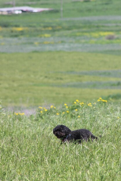 Foto caniche preto num campo