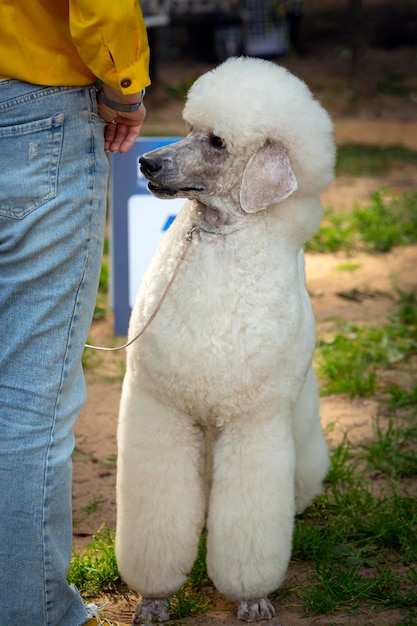 Un caniche real blanco en una exposición canina. Posando frente al jurado..