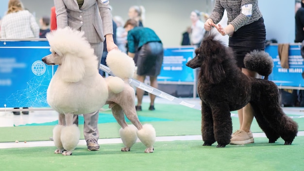 El caniche real blanco y negro en la exposición canina