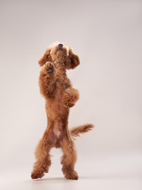 Caniche sobre un fondo beige Retrato de una mascota divertida en el estudio