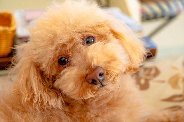 Un caniche toy que inclina la cabeza