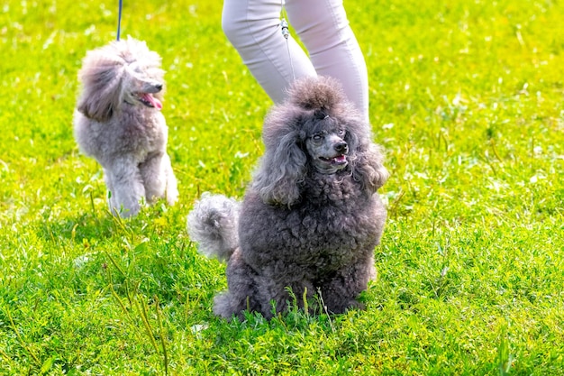 Caniches grises peludos en el parque en un paseo cerca de su amante