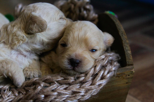 caniches perritos