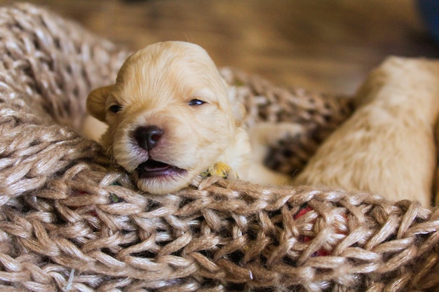 Foto caniches perritos