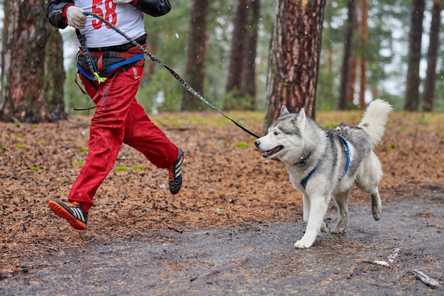 Canicross carrera de mushing de perros. Perro de trineo Husky adjunto al corredor. Competencia de otoño.