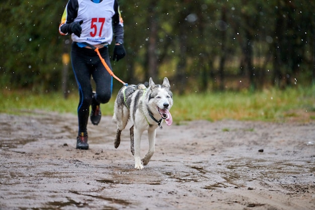 Canicross Dog Dport Wettbewerb