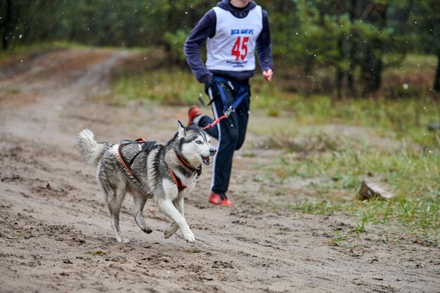 Canicross Dog Mushing Race