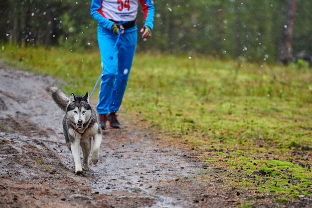 Canicross dog mushing race